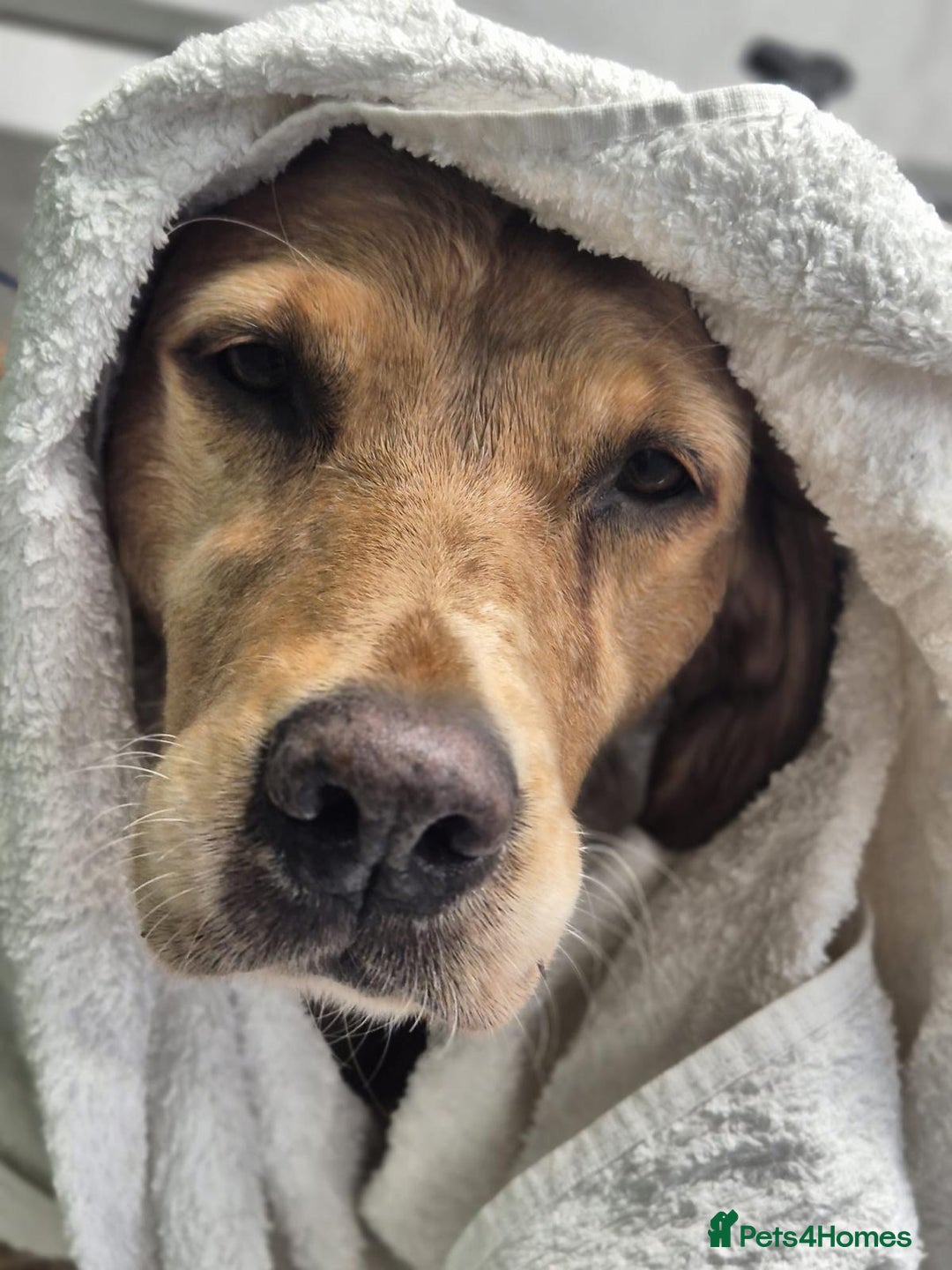 Golden Retriever dogs for sale: Bonnie, experienced owner needed - Advert 1