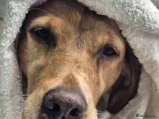 Golden Retriever dogs Bonnie, experienced owner needed - Advert 5