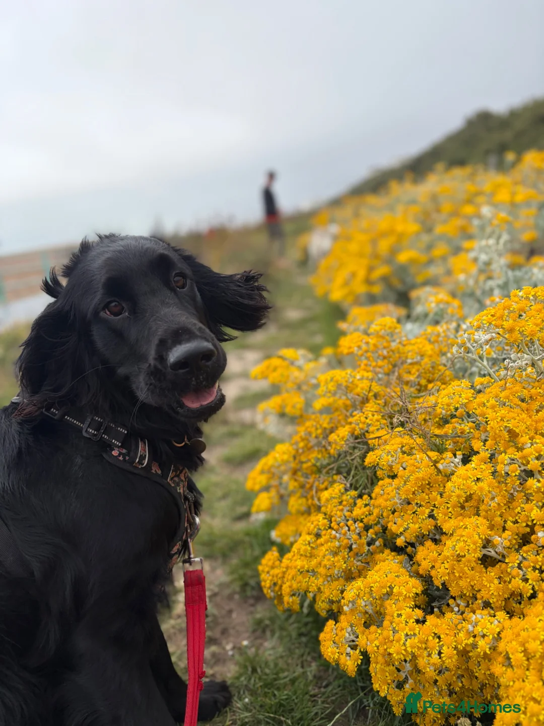 Flat coated Retriever dogs for sale: 4 flat coated retriever’s puppies  - Advert 1