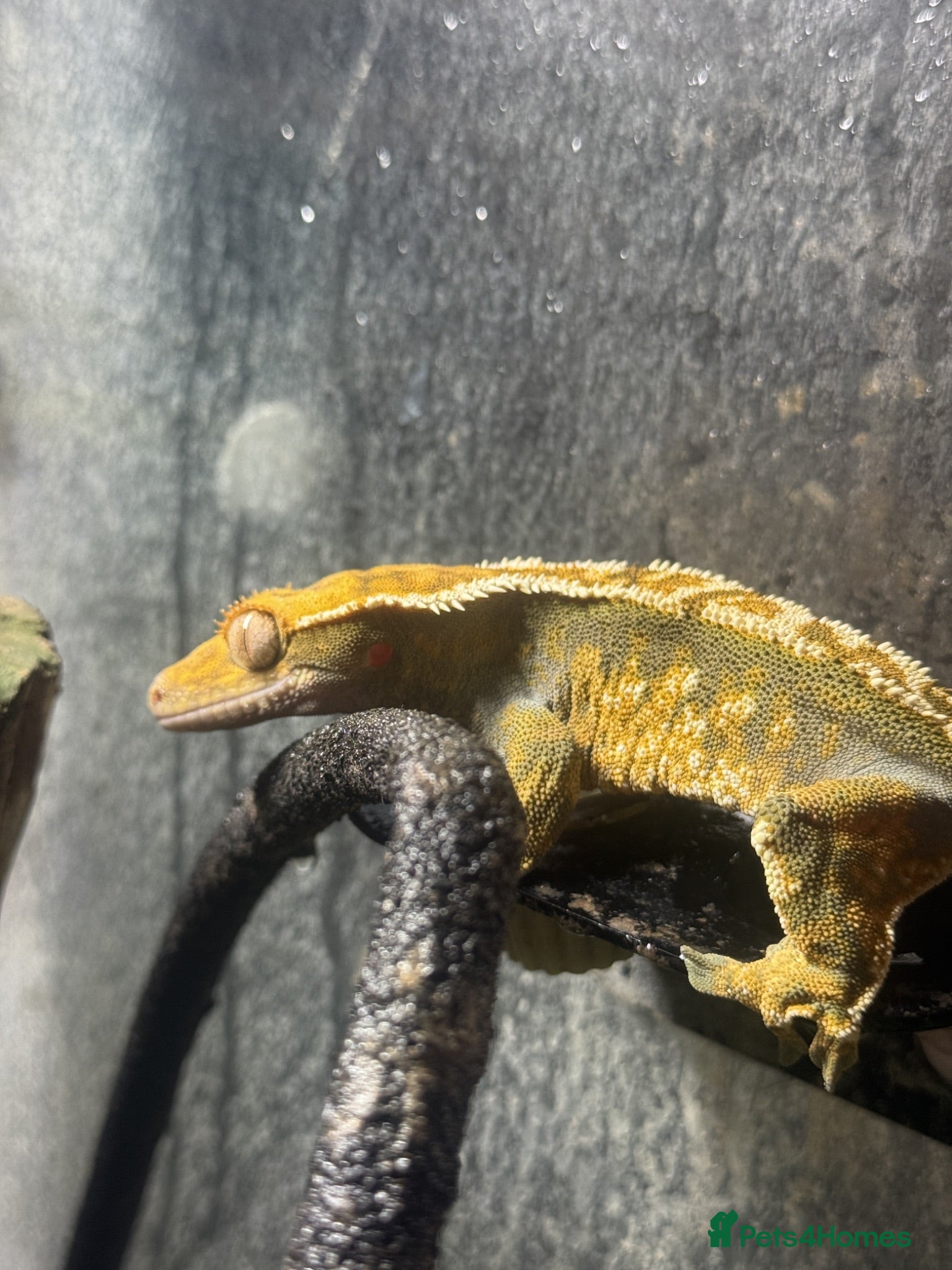 Gecko reptiles Crested Gecko With Full Bioactive Enclosure - Advert 2
