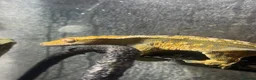 Gecko reptiles for sale: Crested Gecko With Full Bioactive Enclosure in Wilmslow - Advert 2