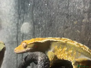 Gecko reptiles Crested Gecko With Full Bioactive Enclosure+ Stand - Advert 2