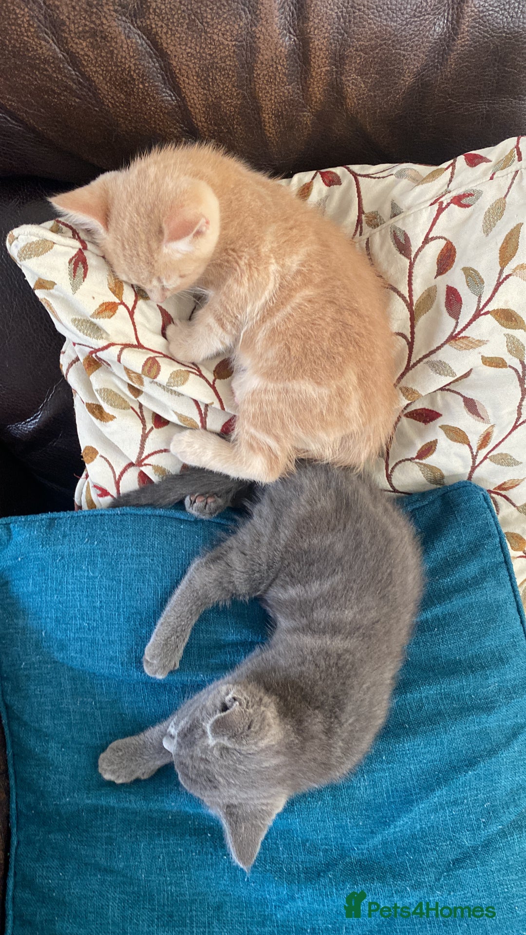 Mixed Breed cats for sale: 3 2 month old TORTIE x BRITISH SHORTHAIR KITTENS - Image 16