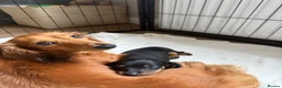 Miniature Dachshund dogs for sale: Miniature Dachshund for sale  - Advert 2
