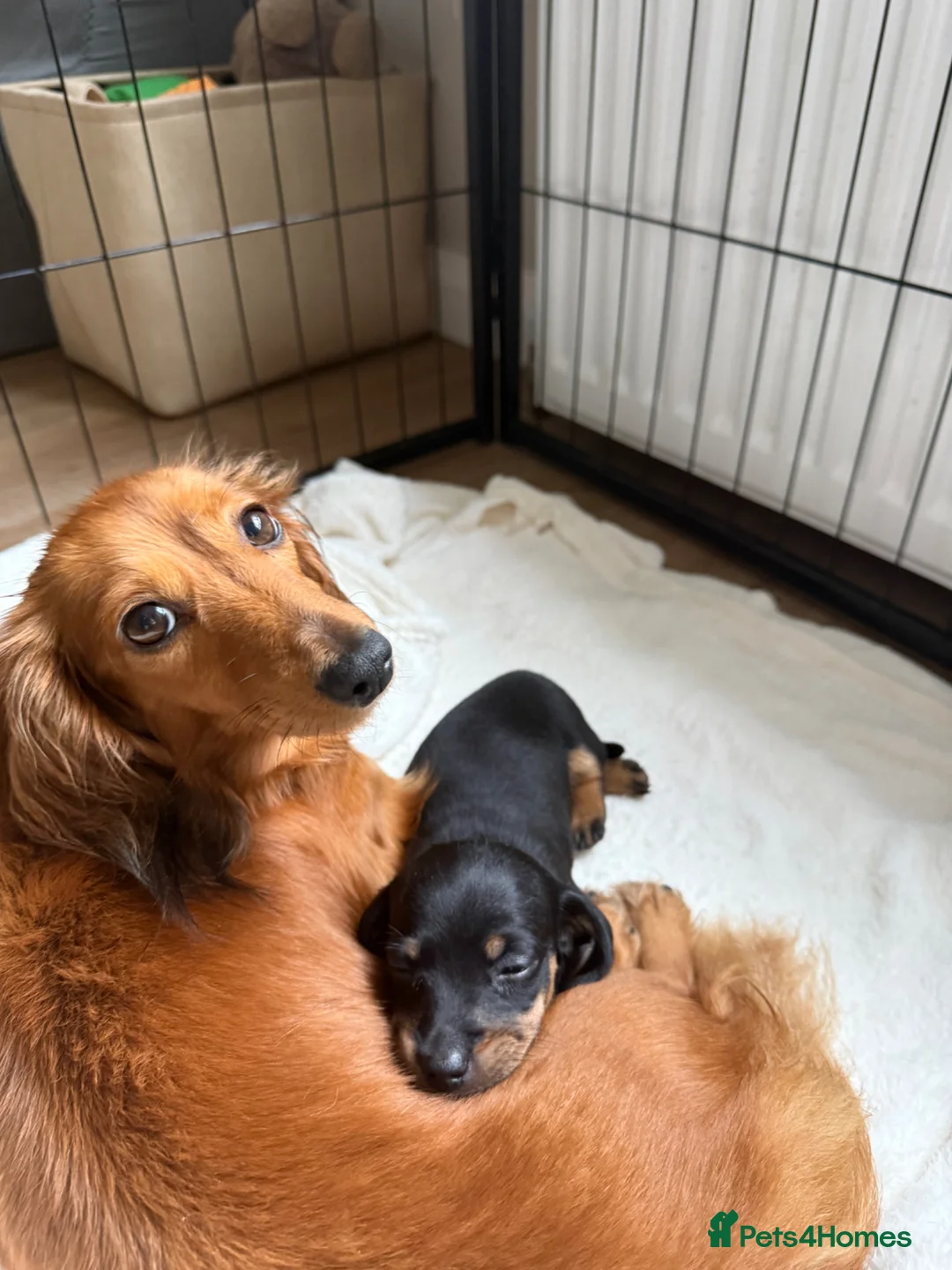 Miniature Dachshund dogs for sale: Miniature Dachshund for sale  - Advert 2