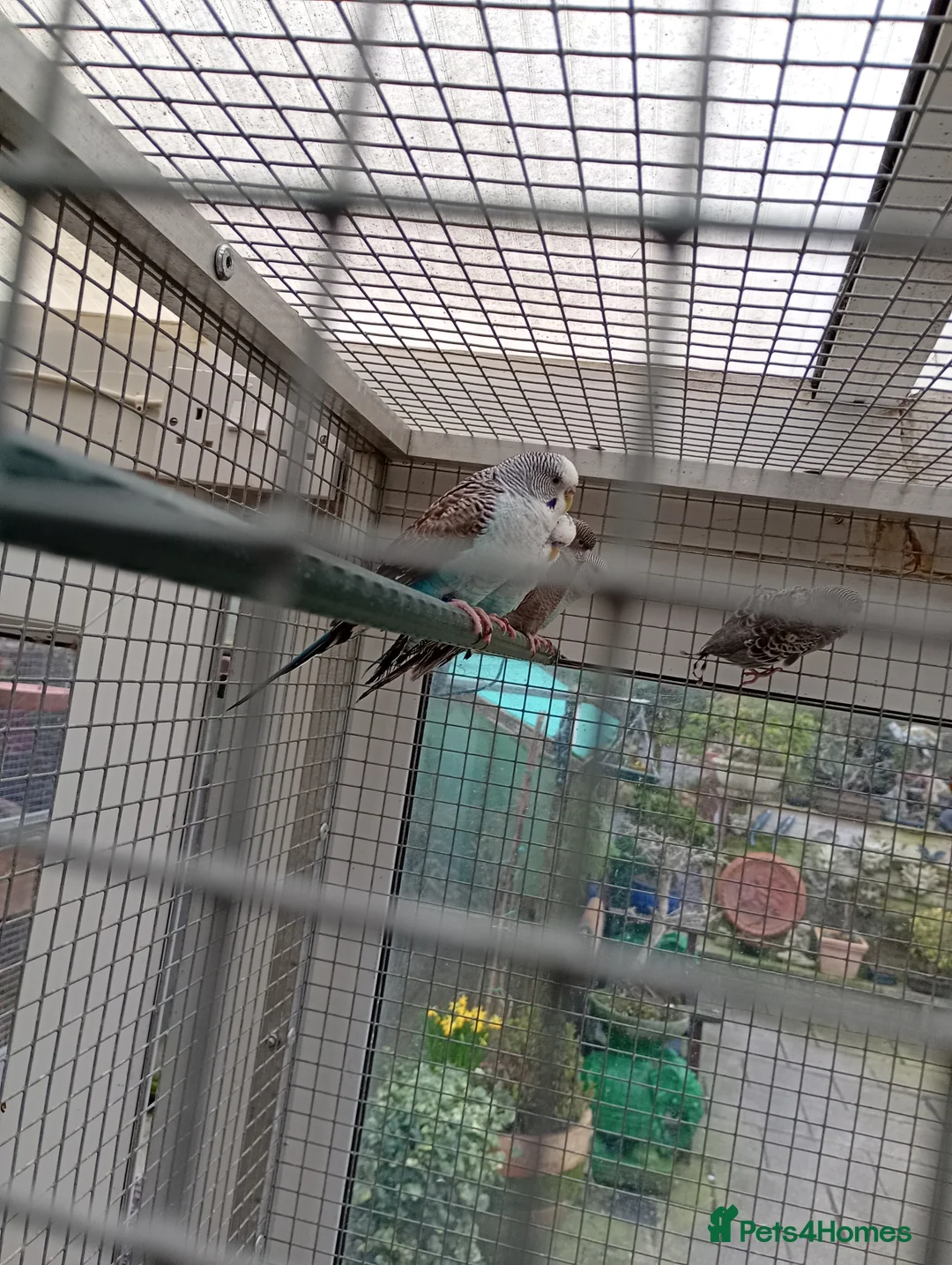 Budgerigars birds for sale: Black winged budgies for sale  - Advert 1