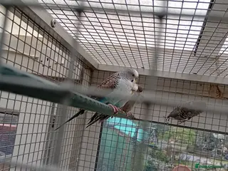 Budgerigars birds Black winged budgies for sale - Advert 1