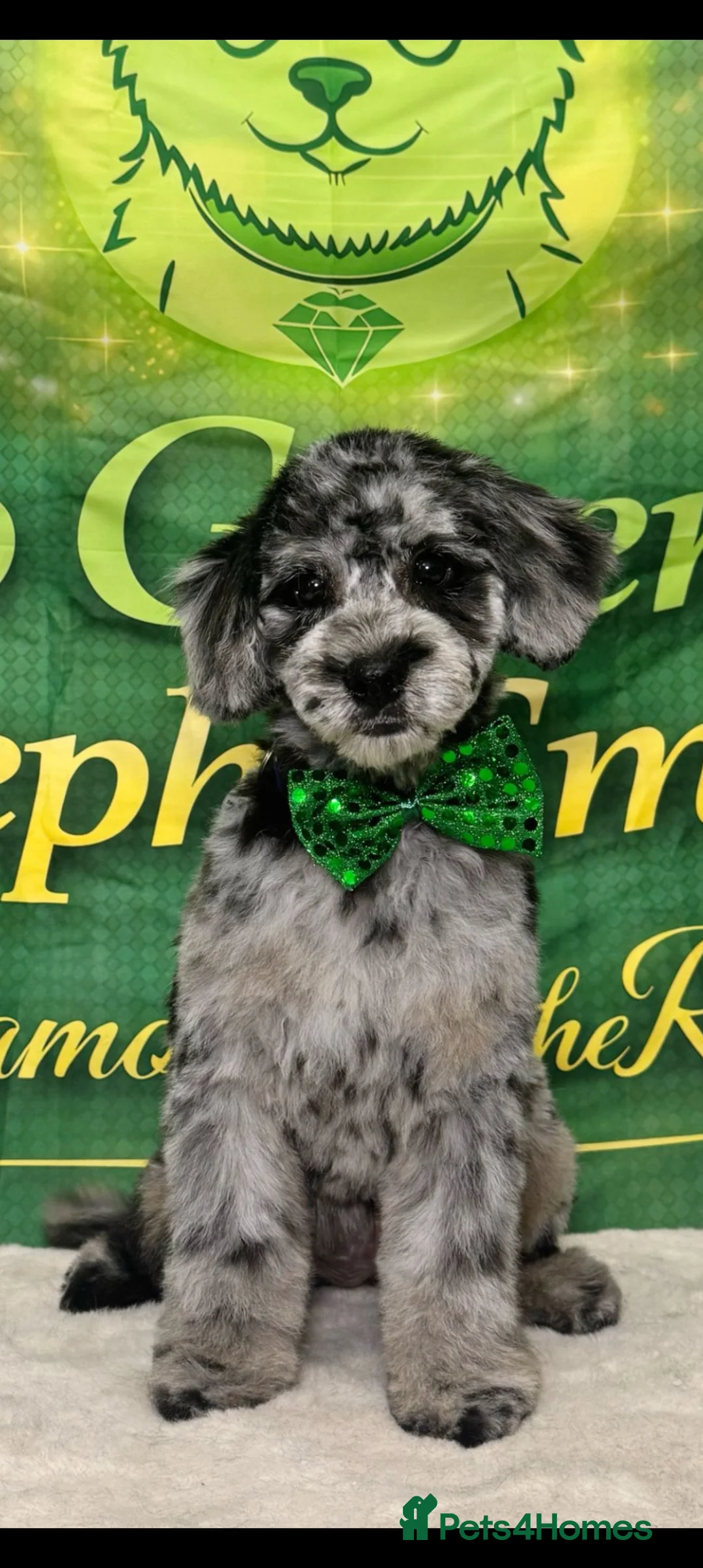 Cavachon dogs for sale: 5month merle cavapoochon female - Advert 1