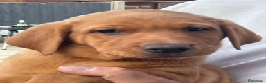 Labrador Retriever 2