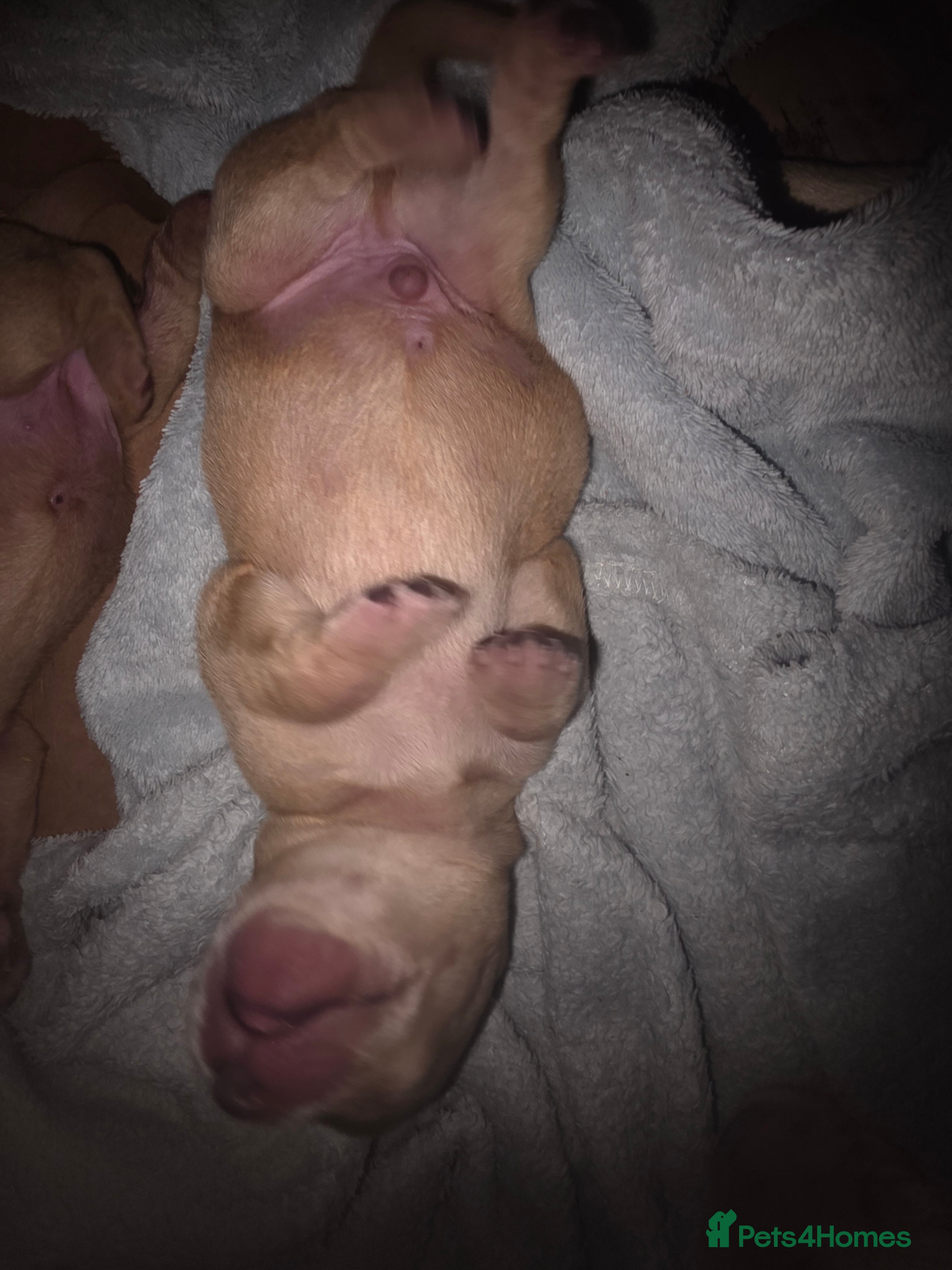 Labrador Retriever dogs for sale: 7 perfect plump little Red Labrador puppies - Advert 12