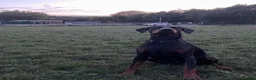 Dobermann dogs for sale: Female doberman - Advert 4