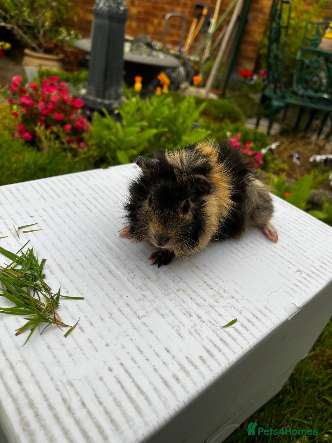 Guinea Pig rodents for sale: Baby boars  - Image 5
