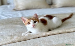 Arabian Mau cats for adoption: Male Kitten for Indoors Only Adoption - Image 2