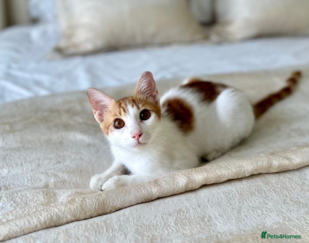 Arabian Mau cats for adoption: Male Kitten for Indoors Only Adoption - Image 2