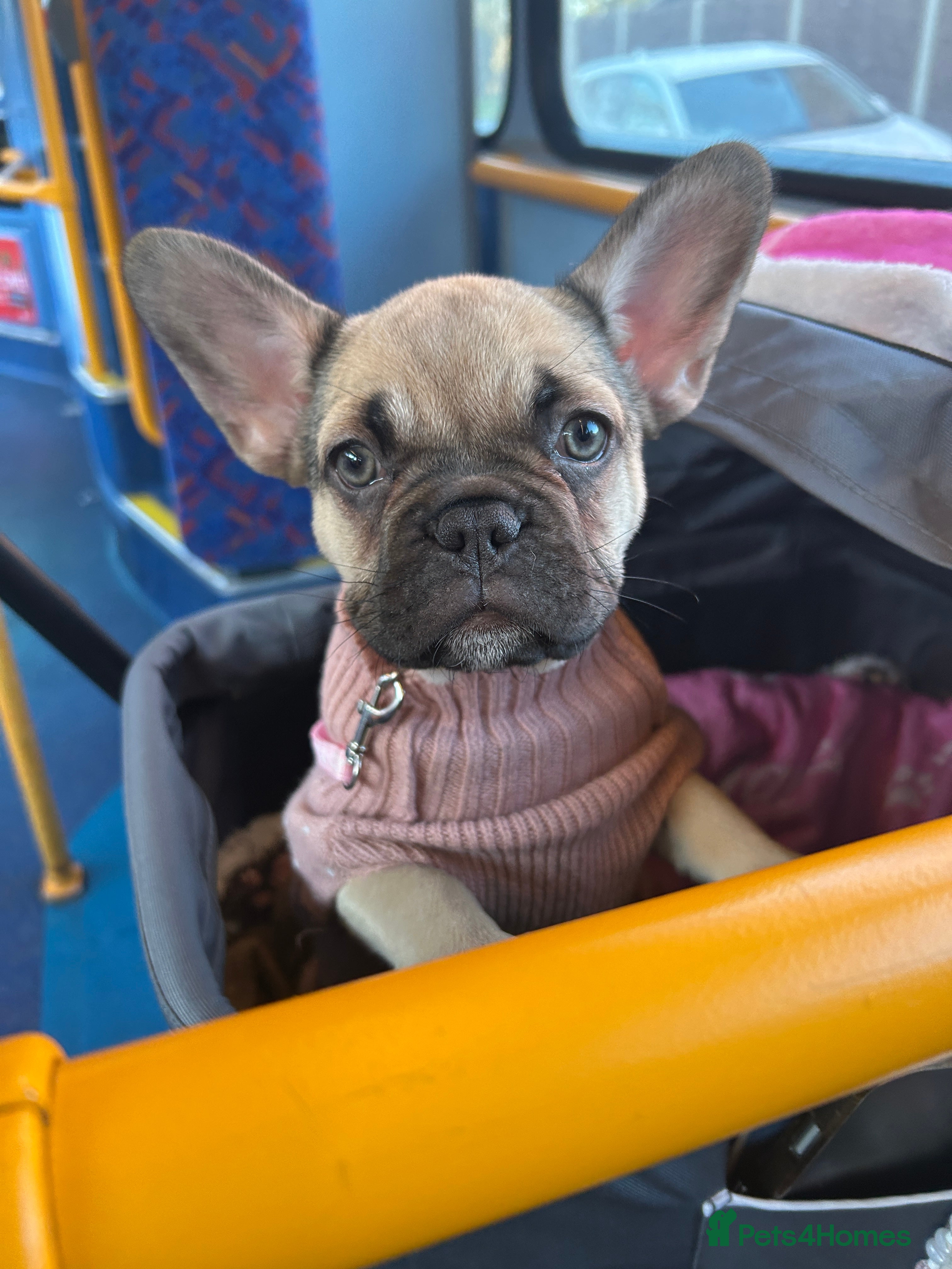 French Bulldog dogs Beautiful French bulldog puppy ready now! - Advert 13