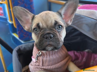 French Bulldog dogs Last Beautiful French bulldog puppy ready now! - Advert 16