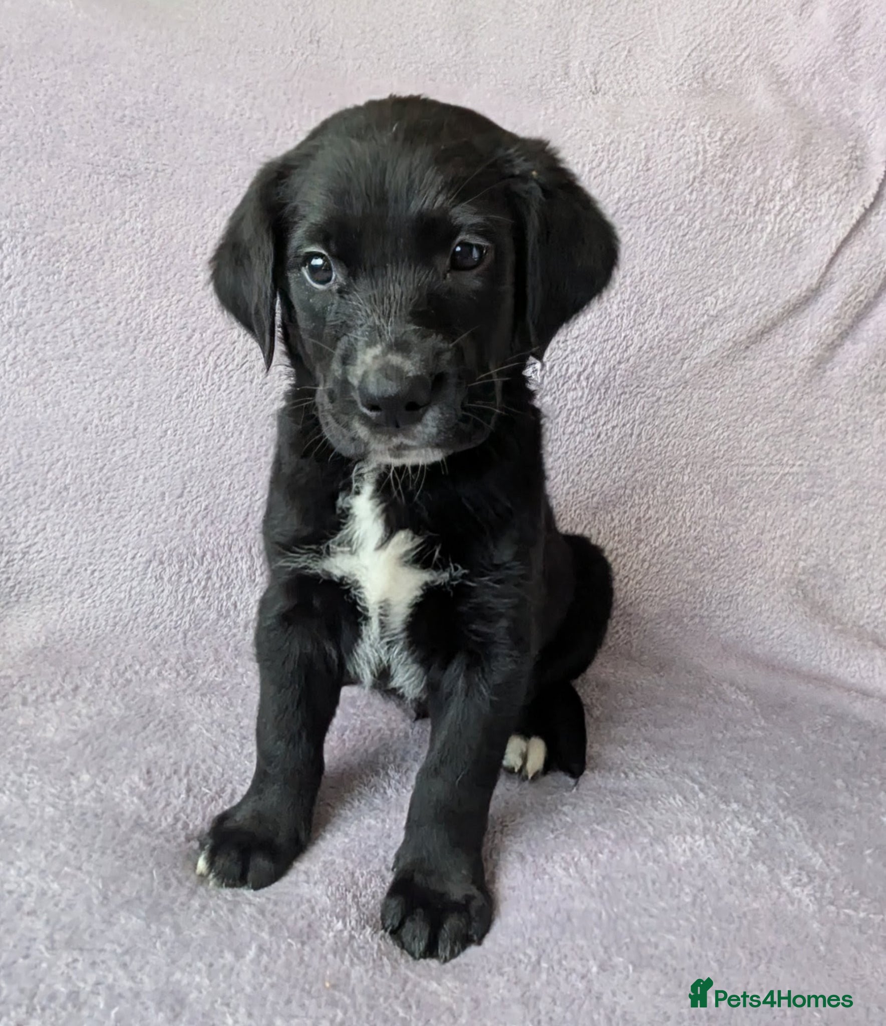 Mixed Breed dogs Golden Retriever X Greater Swiss Mountain Dog - Advert 1