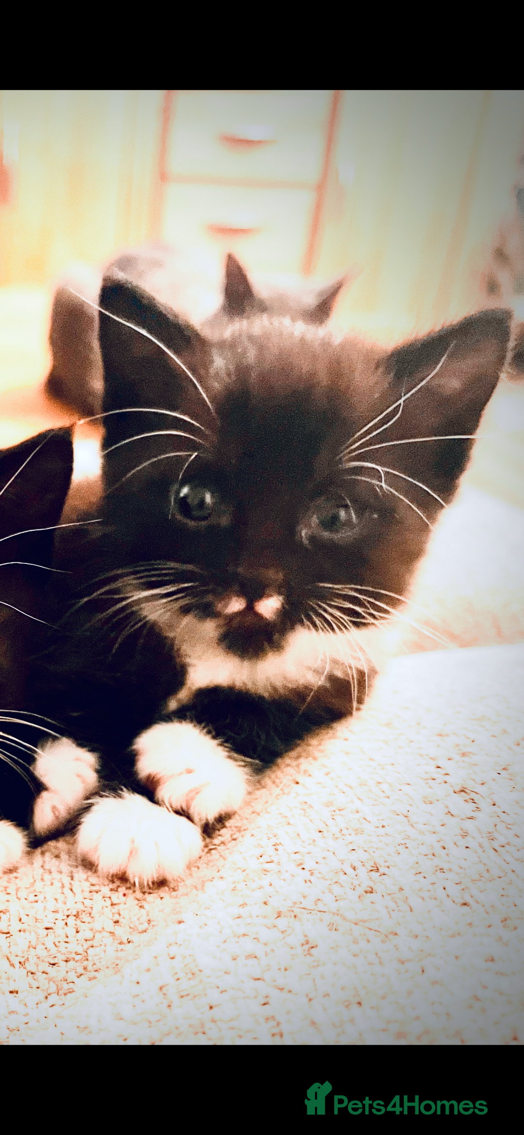 Mixed Breed cats for sale: 2 adorable black and white kittens  - Advert 5