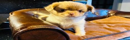 Chihuahua dogs for sale: Handsome long coat tiny chihuahua boy puppies  - Advert 1