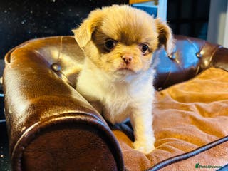 Chihuahua dogs Handsome long coat tiny chihuahua boy puppies - Advert 1