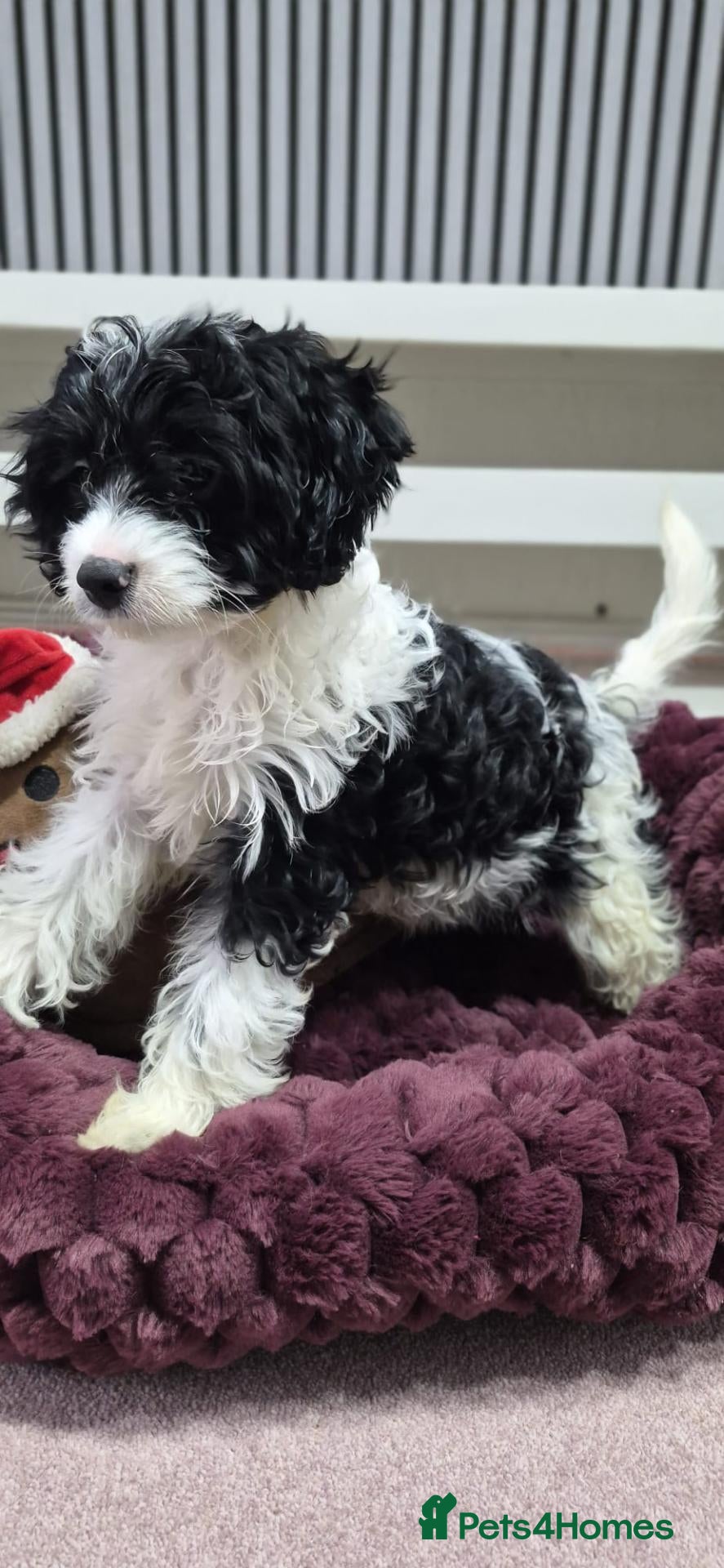 Cavapoo dogs for sale: Rare colour F1 Cavapoo puppy only one available  - Advert 7
