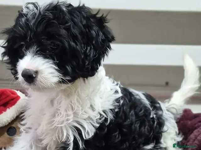 Cavapoo dogs for sale: Rare colour F1 Cavapoo puppy only one available - Advert 7