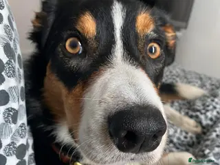 Border Collie dogs FREE Active, Loving Border Collie – 4 Years Old - Advert 1