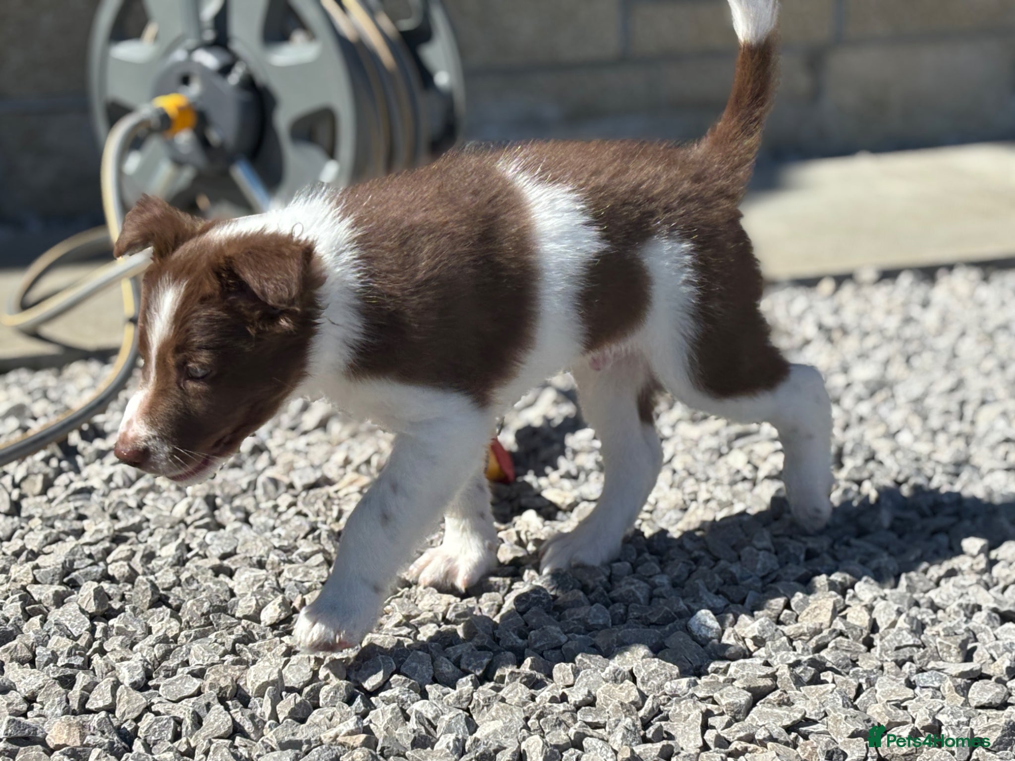 Border Collie dogs Exceptional Border collie pups  - Advert 4