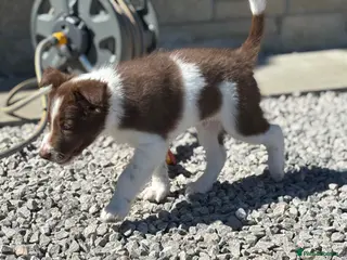 Border Collie dogs Exceptional Border collie pups - Advert 3