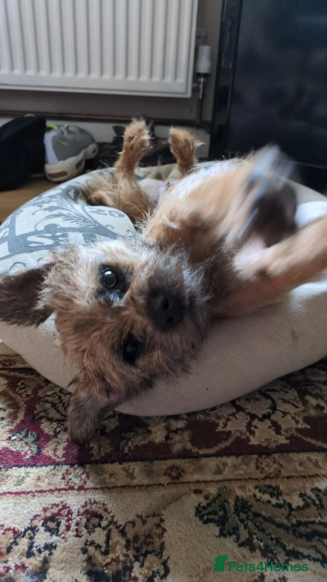 Border Terrier dogs for sale: 4 year old Border terrier - Advert 4