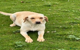 Labrador Retriever dogs for sale: Cracking Female Labrador - Advert 7