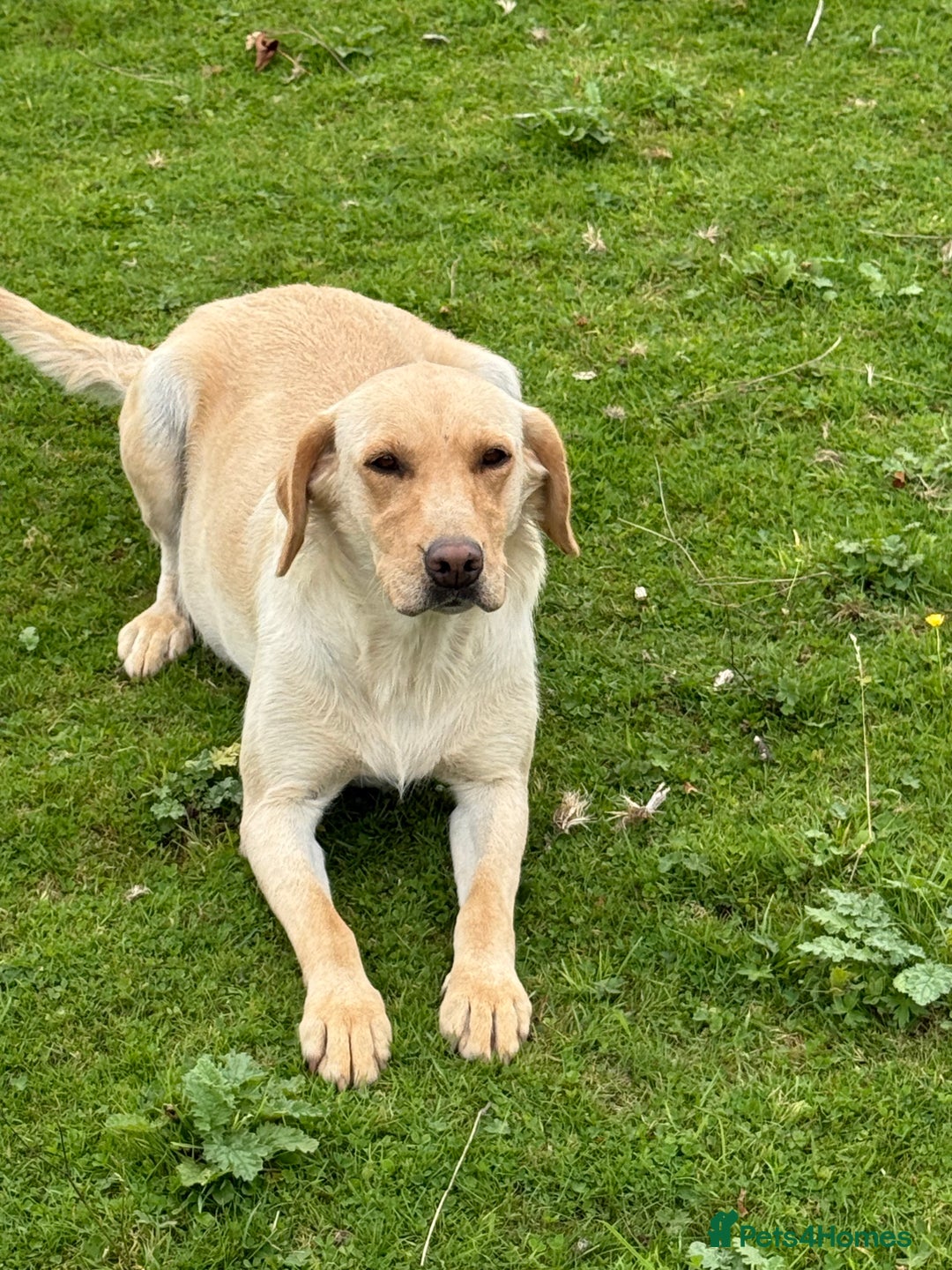 Labrador Retriever dogs for sale: Cracking Female Labrador - Advert 7