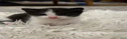 Mixed Breed cats for sale: 3 kittens adorable kitten for sale - Advert 3