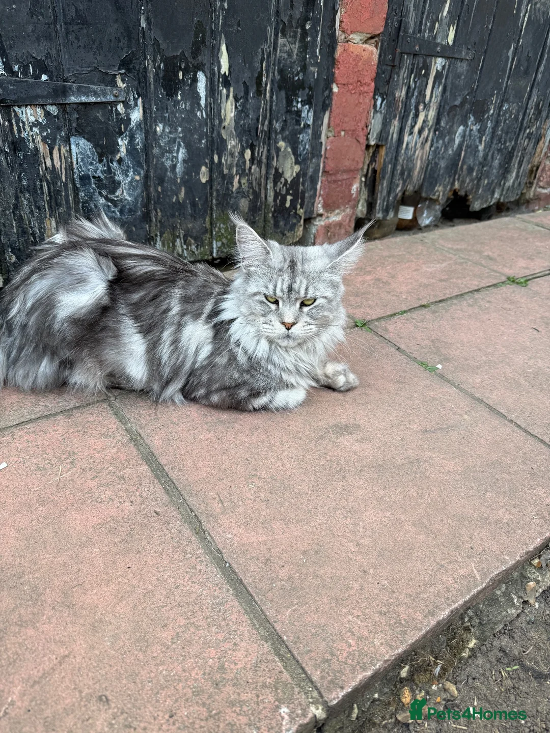 Maine Coon cats for sale: Beautiful Silver Maine Coon Cat - Advert 1