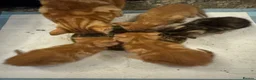 Mixed Breed cats for sale: Beautiful Family-Raised Kittens in Oswestry - Advert 16