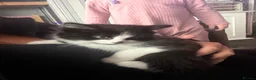 Mixed Breed cats for sale: Fluffy female kitten - Advert 5