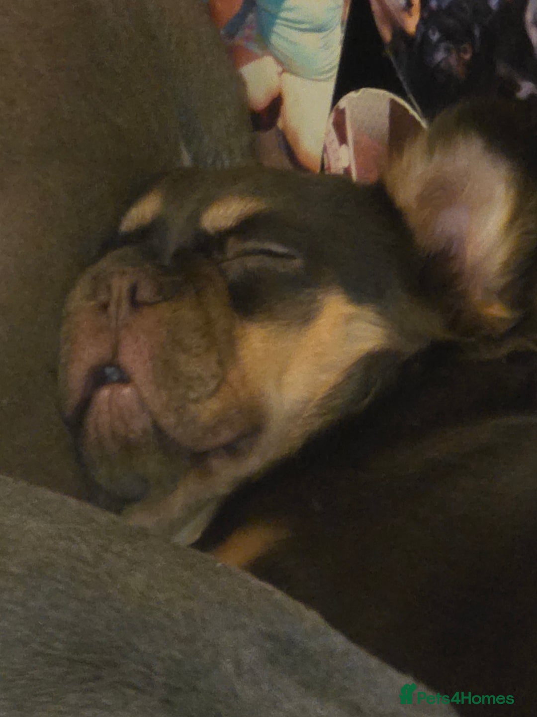 French Bulldog dogs for sale: French bulldog fluffy boy kc reg  - Image 2