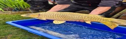 Koi Carp fish for sale: Pond closure - Advert 11