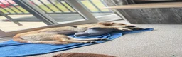 Golden Retriever dogs for sale: REHOME golden retriever Parker  - Advert 3