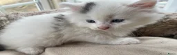 Mixed Breed cats for sale: Beautiful long hair kittens  - Advert 10