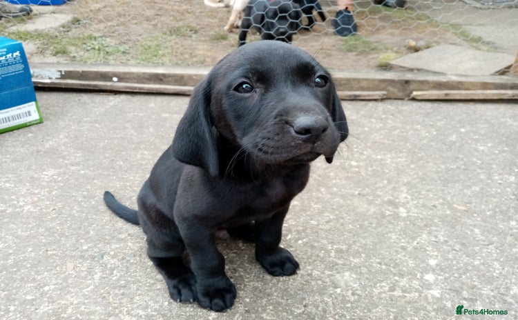 Labrador Retriever dogs - Advert 9