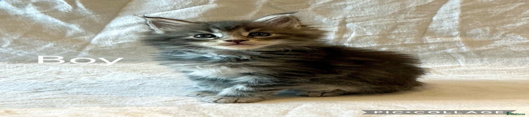 Maine Coon Kitten 1