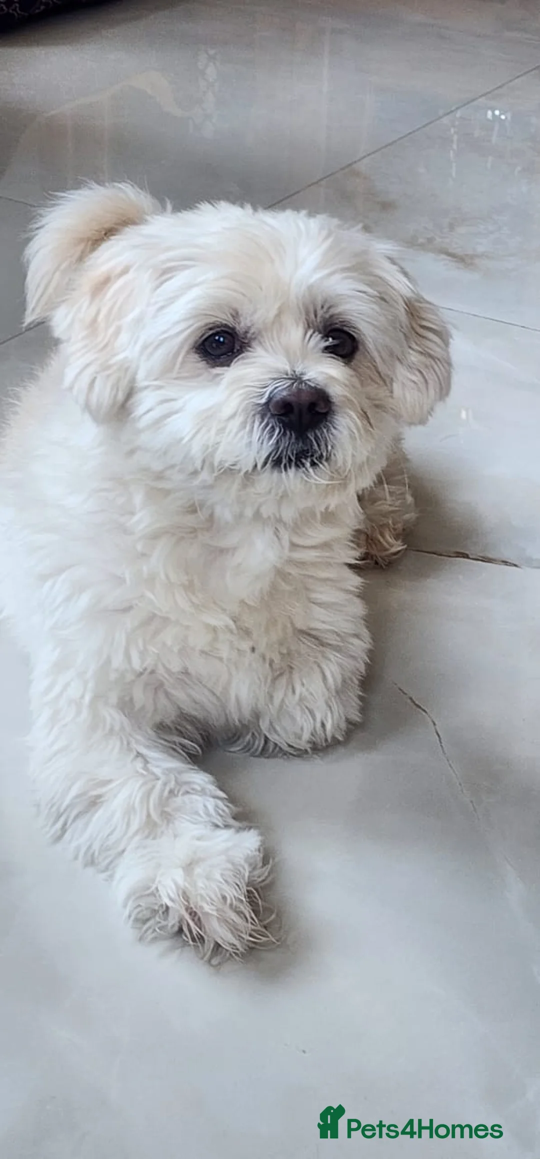 Havanese dogs for sale: Two beautiful girls available - Advert 2