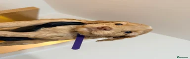 Cockapoo 3