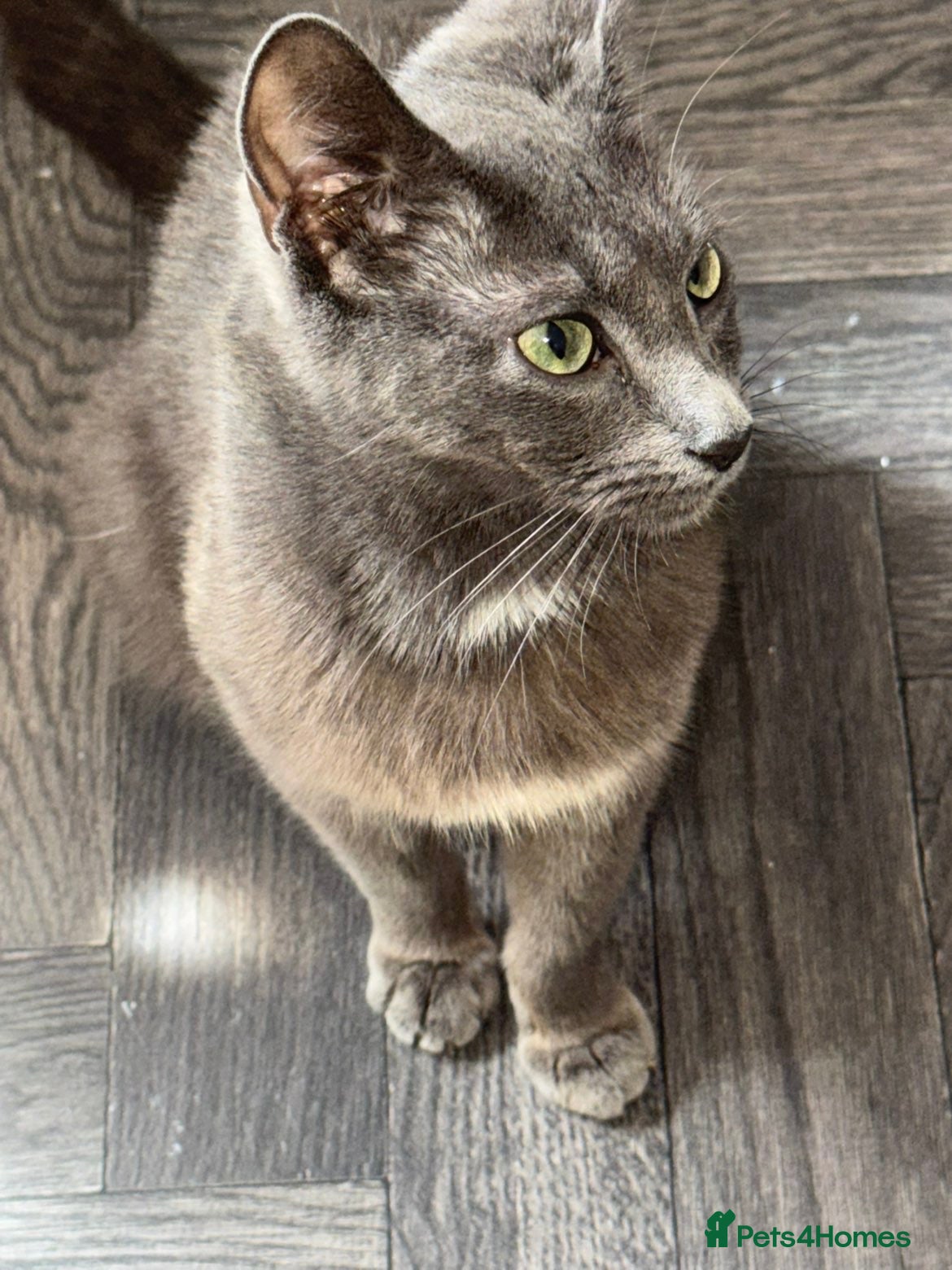 Mixed Breed cats     🐾 Gorgeous Mix Kittens – 2 Girls & 1 Boy - Advert 1
