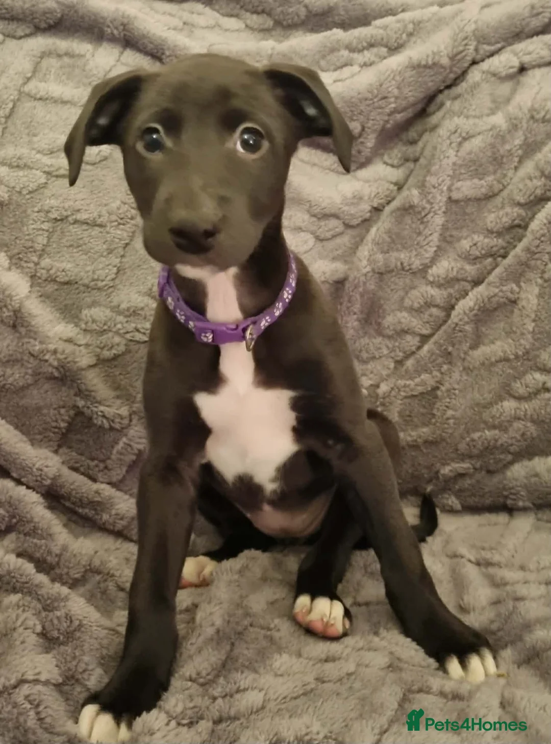 Mixed Breed dogs for sale: Bull/grey hounds  - Advert 11