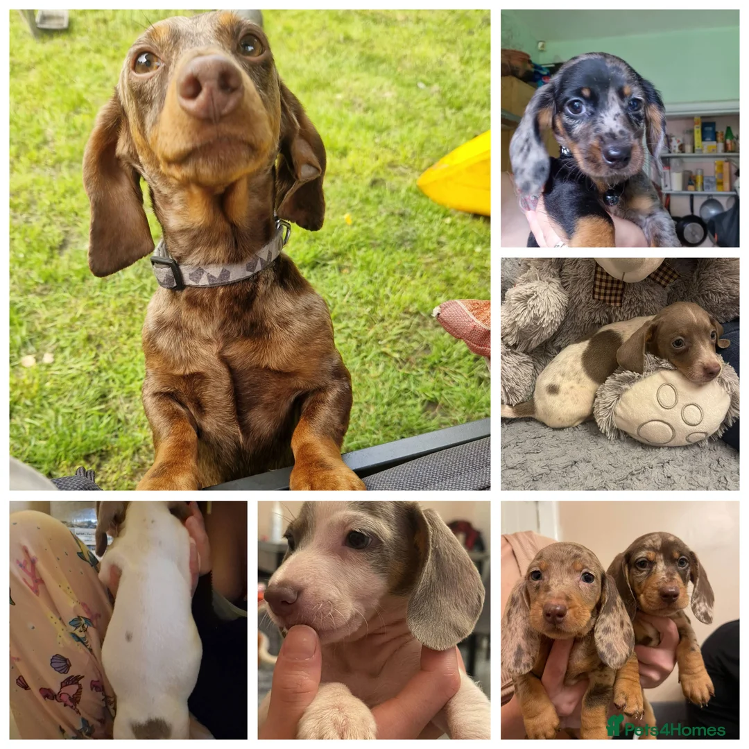 Miniature Dachshund dogs for stud: Chocolate tweed dapple mini daxy VERY EXPERIENCED in Bolton - Advert 1