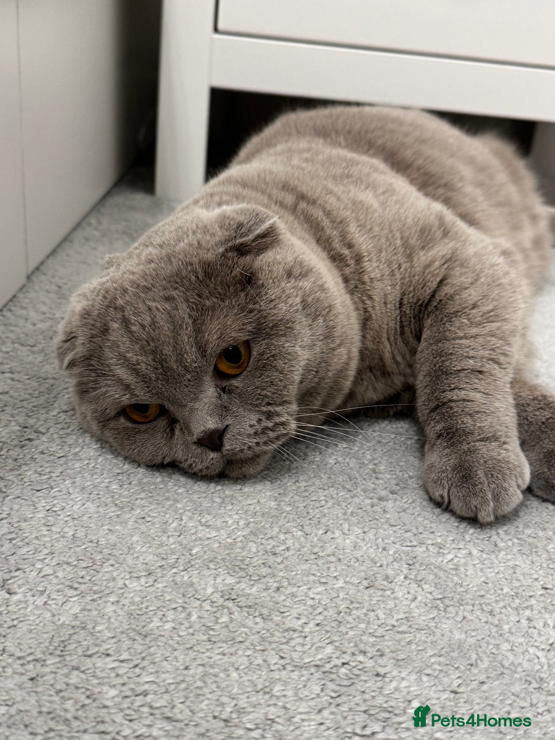 Scottish Fold cats for sale: Cross breed BSH and Scottish fold - Advert 3