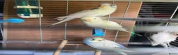 Budgerigars birds for sale: Baby budgies for sale  - Advert 7