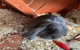 Mini Lop rabbits for sale: 2 female bonded mini lops for sale  - Advert 13